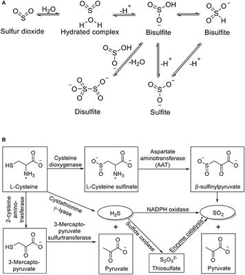 SO2 Donors and Prodrugs, and Their Possible Applications: A Review